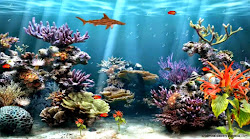 aquarium moving fish animated backgrounds tank desktop reef wallpapers