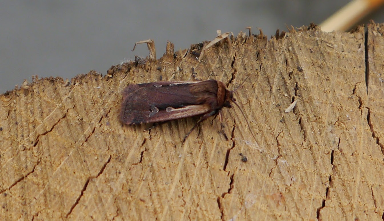 Wilde About Birds Chocolate Moths!