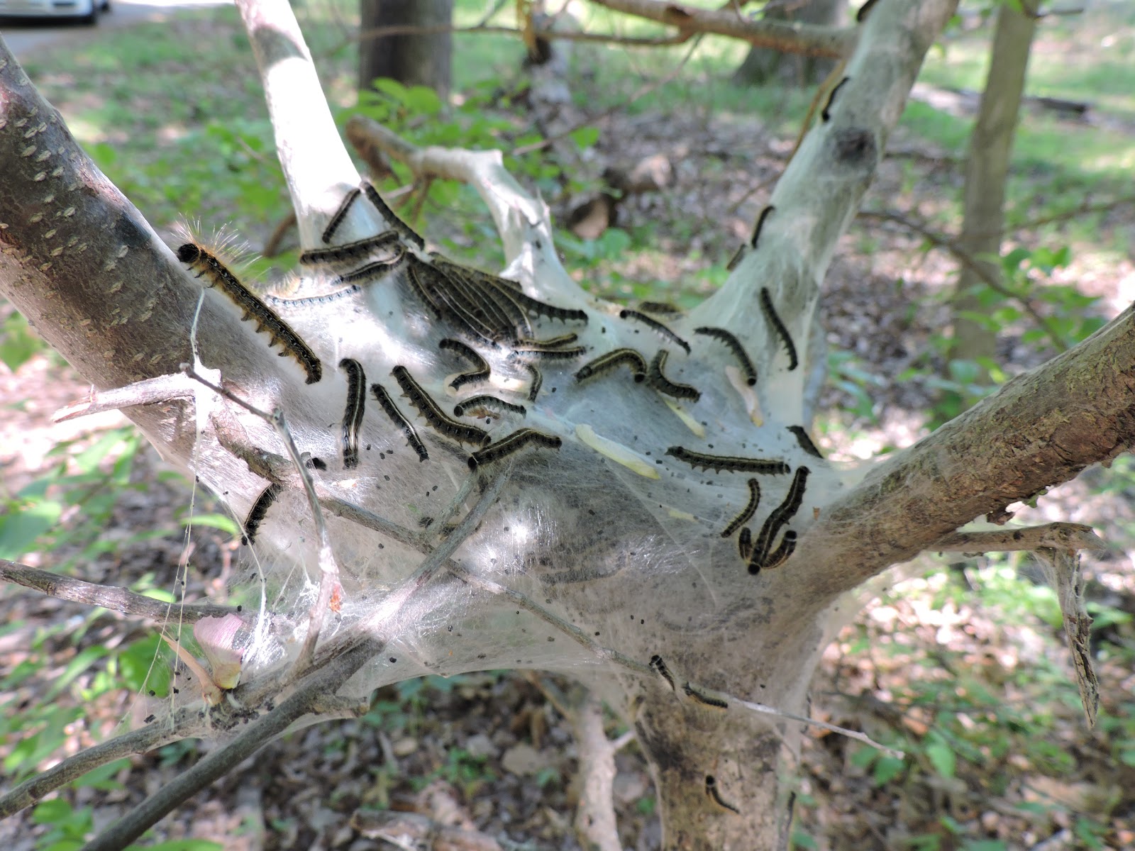 Capital Naturalist by Alonso Abugattas Tent Caterpillars
