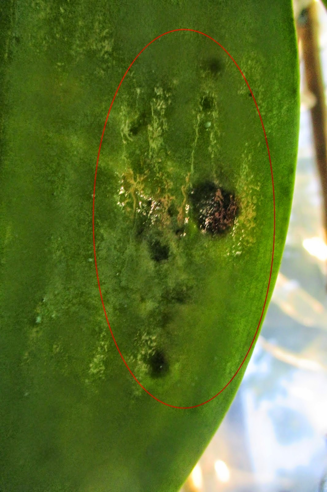 Mặt dưới lá xuất hiện chấm đen lóm đóm, dấu hiệu của nấm bệnh