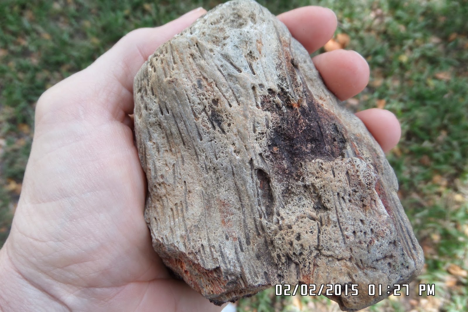 Belize Rockhound Petrified wood with crystals