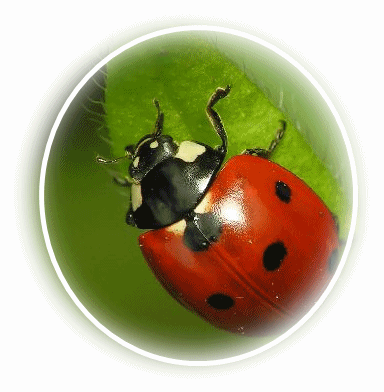 Mimo que ganhei da Diná...