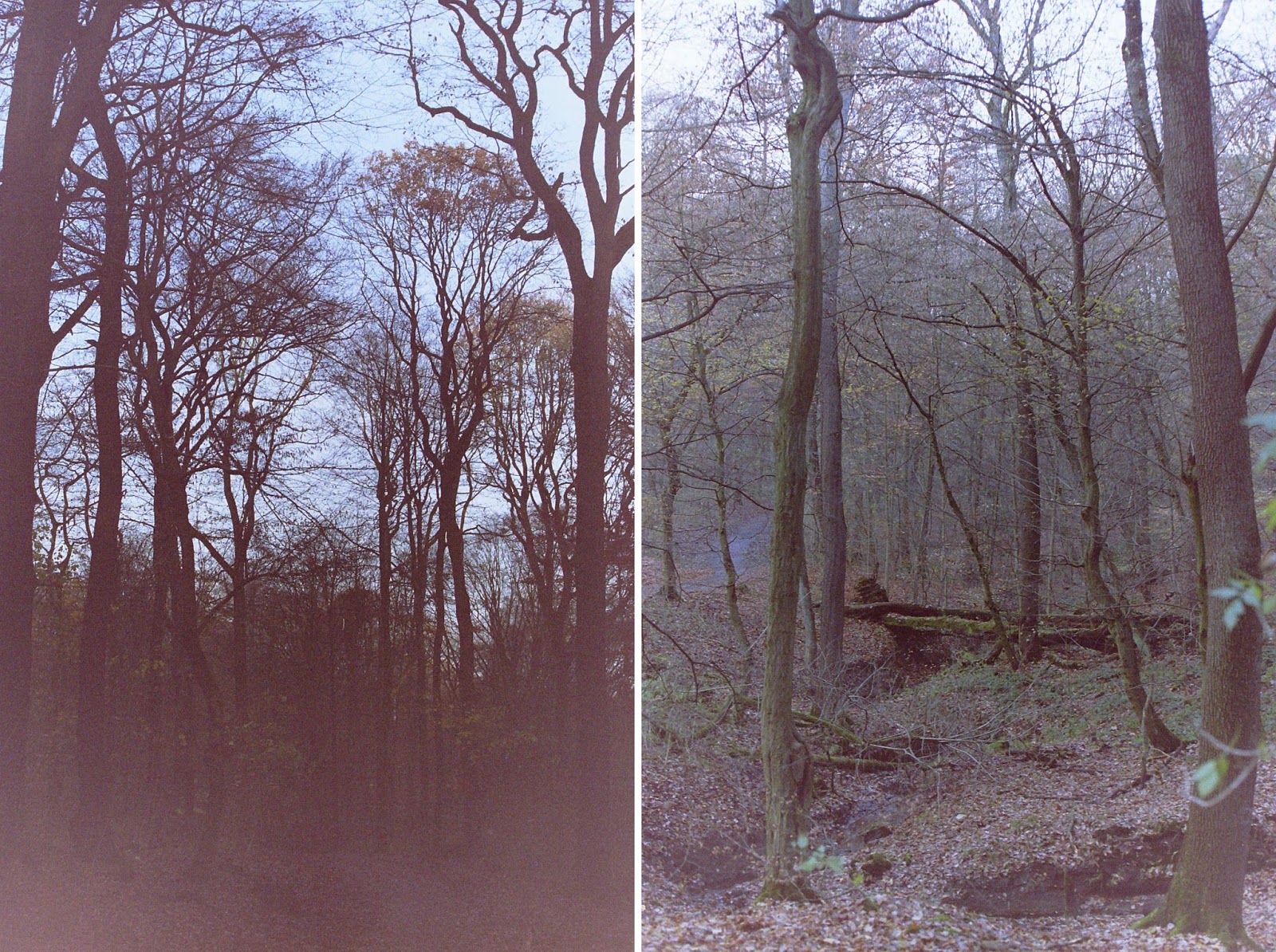 analoge Fotografie, Kamera, Ruhrgebiet, Wald