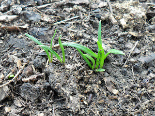 10 мая, ростки шпината