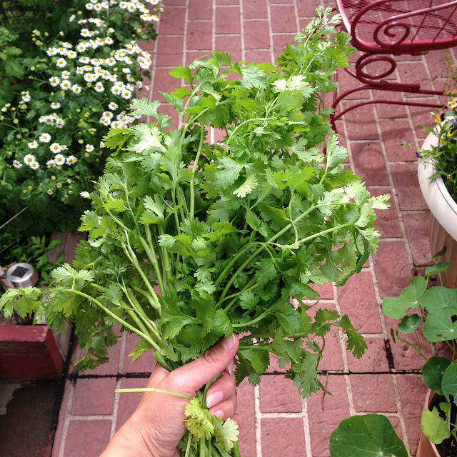 cilantro, summer, garden, #ssjuly2015, harvest, savor summer, Anne Butera, My Giant Strawberry