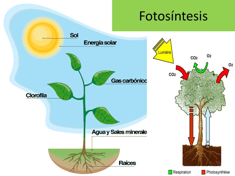 La fotosíntesis La fotosíntesis, ¡proceso genial! La fotosíntesis La fotosíntesis, ¡proceso genial!