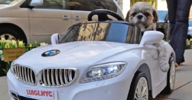 Porque os shih tzu colocam a cabeça para fora do carro