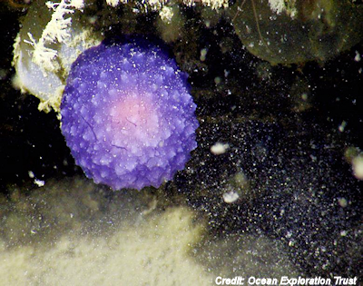Mysterious Purple Orb Spotted On Ocean Floor 7-25-16