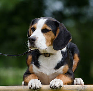 Top 18 cutest Dog breeds in the world