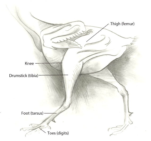 Sandy Scott Art: #414 In the studio: Bird anatomy, con't