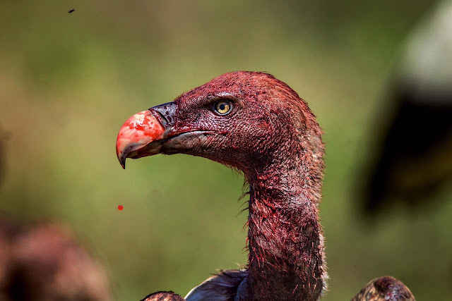 vulture covered all over with blood