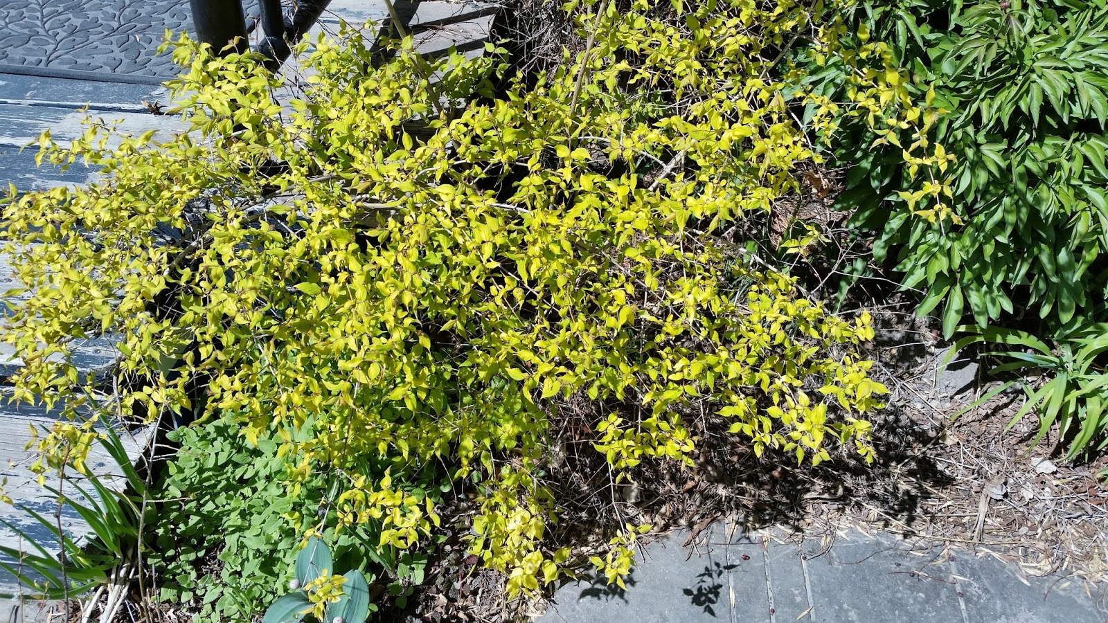 Renaissance Men The Best Ornamental Shrubs For Calgary