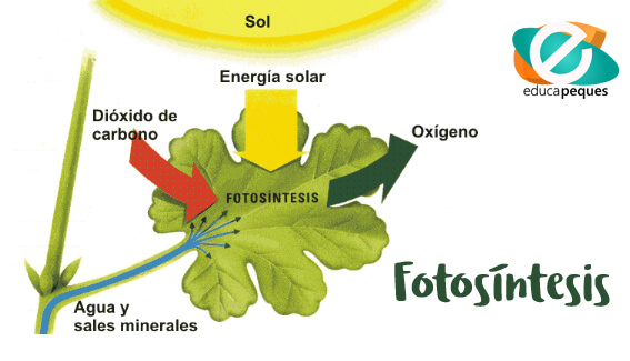 la fotosintesis