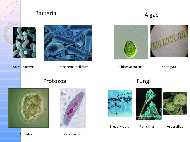 COMMON OF MEDICAL IMPORTANCE