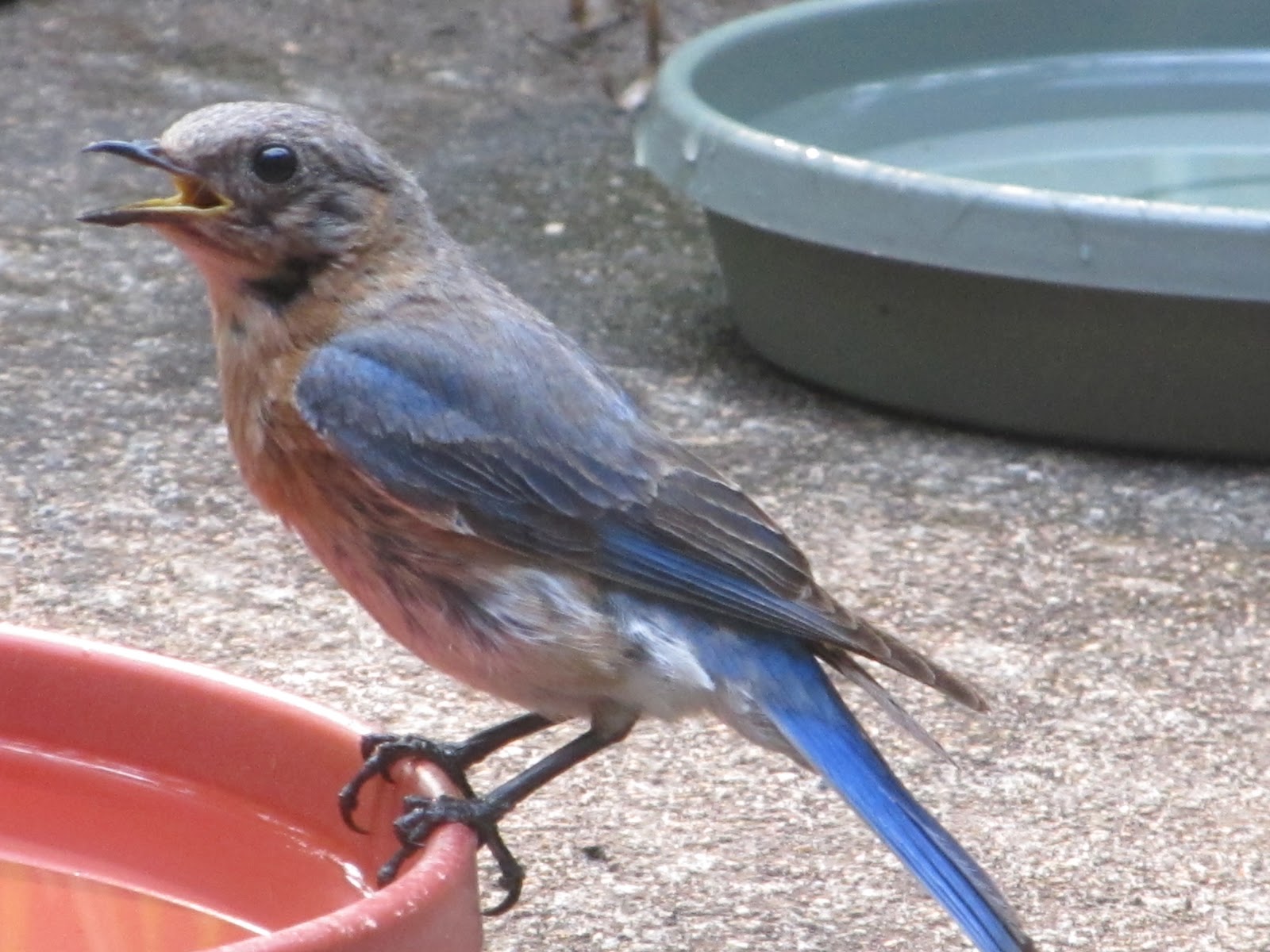Girl With An English Heart Are Bluebirds Blue?