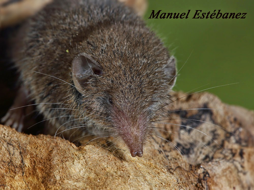 Miradas Cantábricas: Musaraña gris (Crocidura russula)