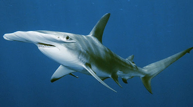 Hammerhead Shark | The Biggest Animals Kingdom