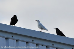 Sturnus unicolor leucístico