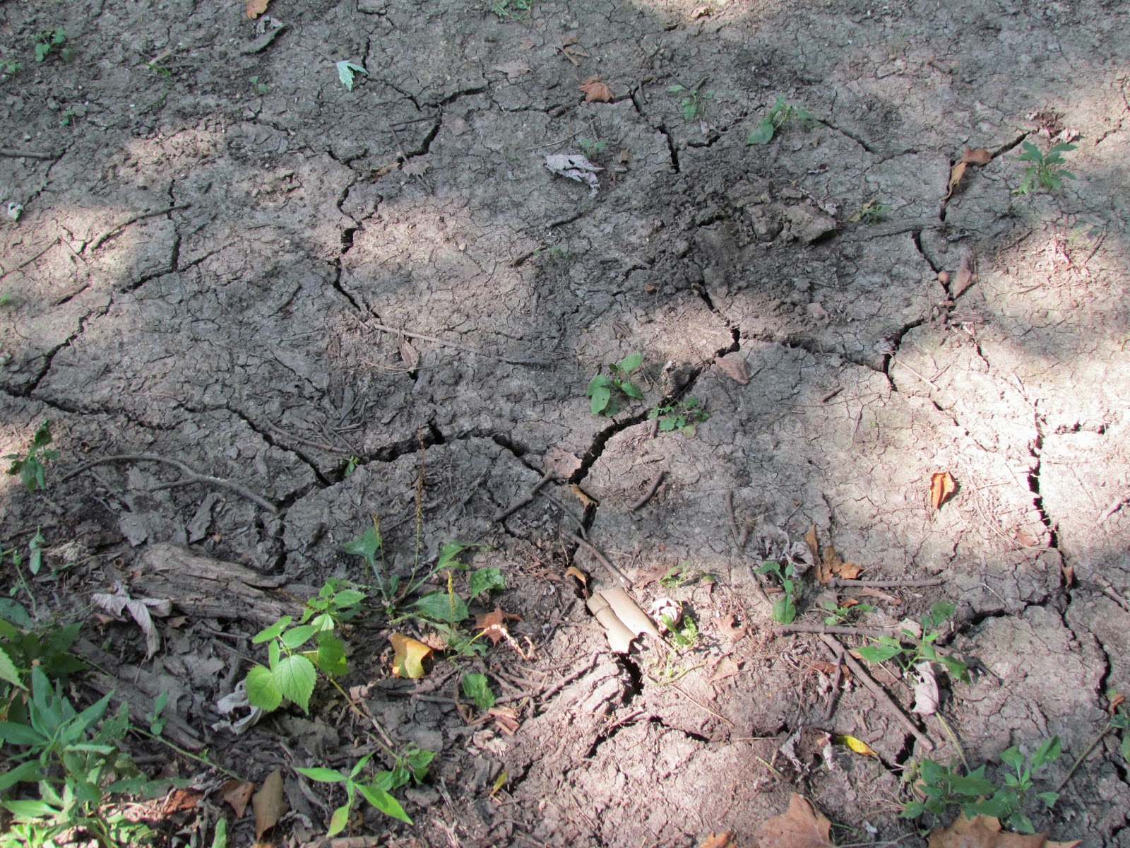 Wetland Hydrology Indicators Surface Soil Cracks