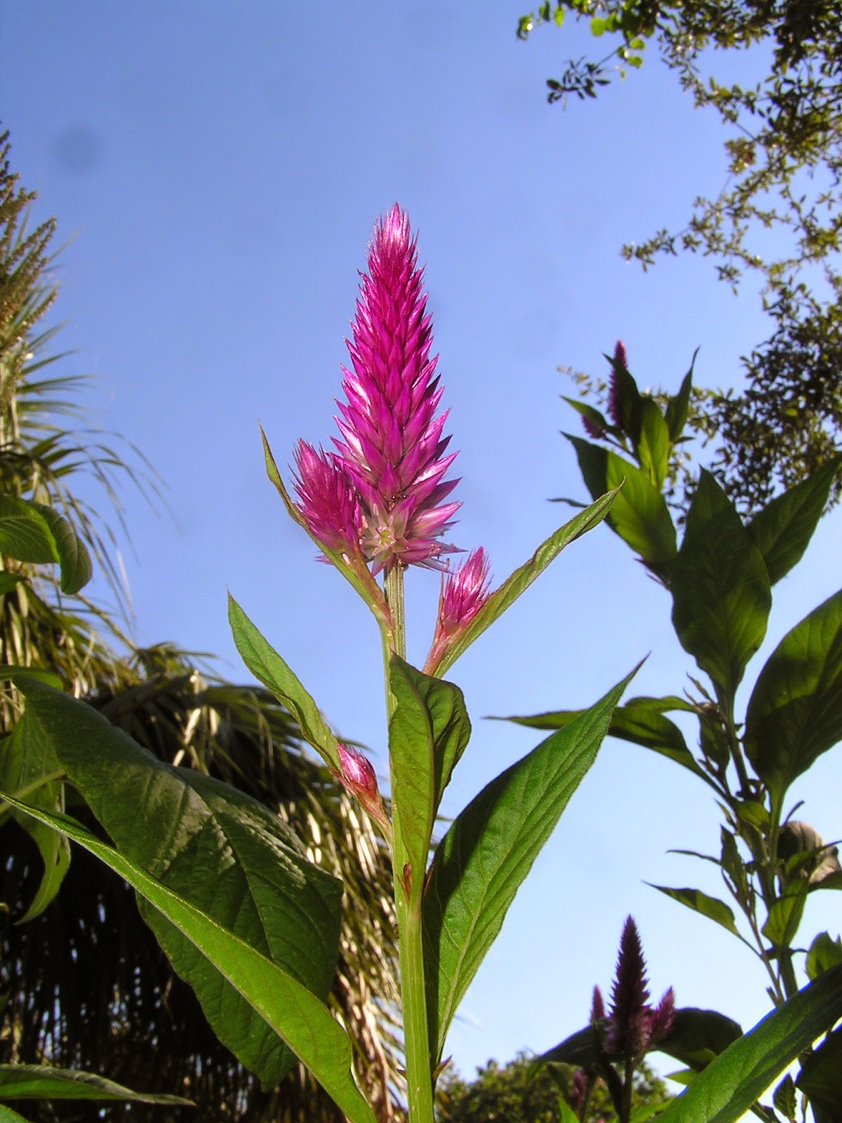 John Starnes' Urban Farm The Magenta Spreen lambs quarters that I got seeds of from ROOTS and
