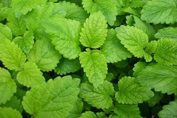 Lemon balm that repell Mosquitoes