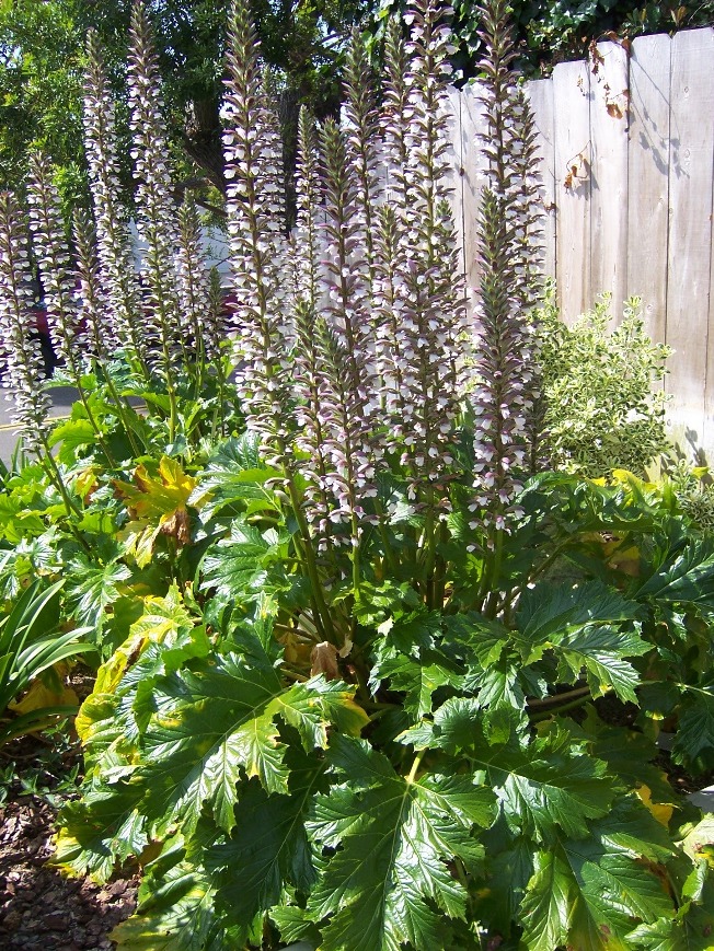 The 2 Minute Gardener: Photo - Bear's Breech (Acanthus mollis)