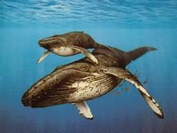 Самым большим представителем китов является самка синего кита.
