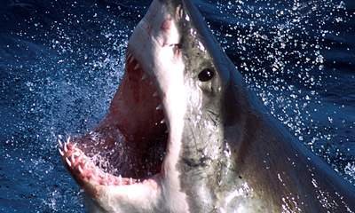 GordonGrice.com: Great White Shark Bites Man in Half