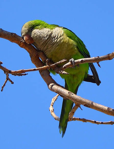 Green Parakeet (Aratinga holochlora) resting after lunch