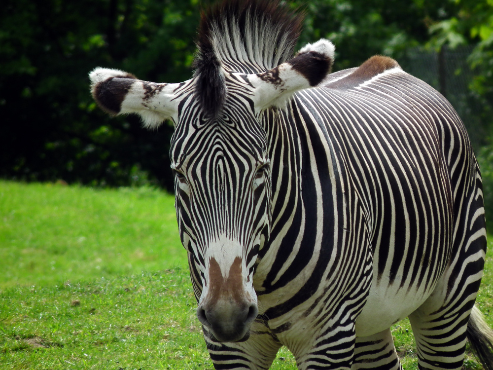 Picture Zoo: Animals World