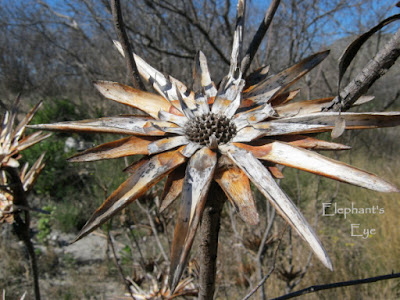 Burnt protea flower
