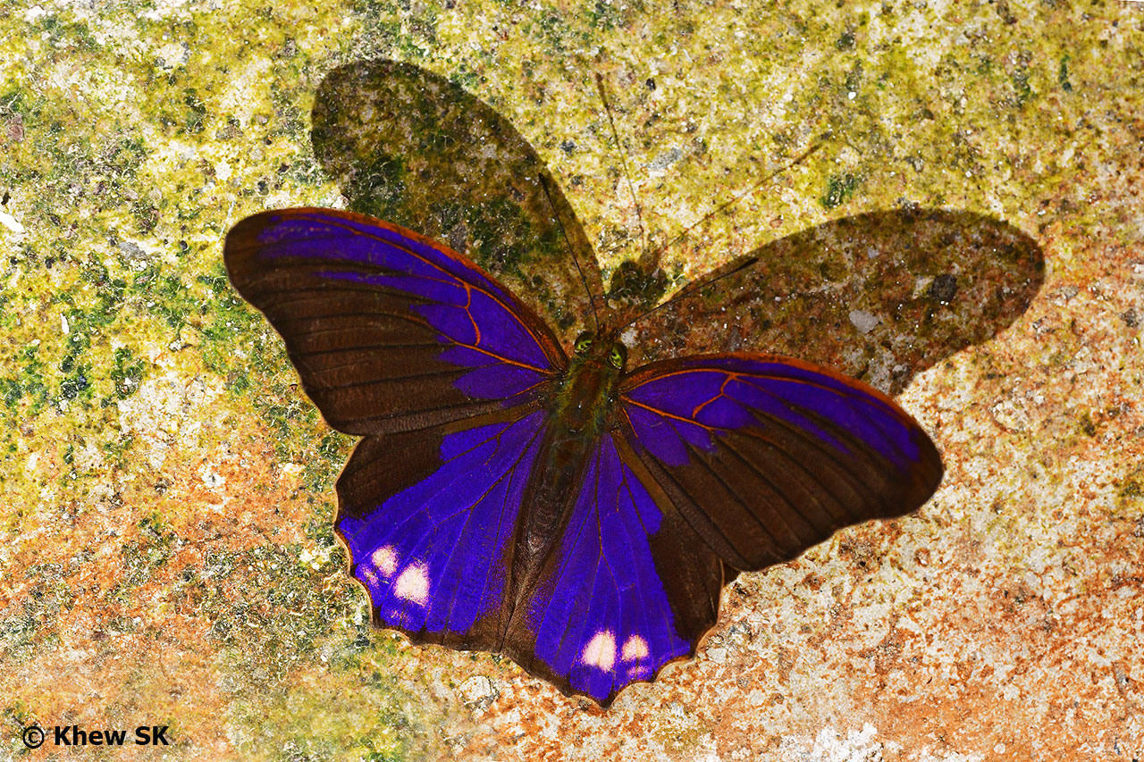 Butterflies of Singapore Taxonomic Classification in Butterflies
