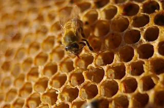 Honey has long been used as medicine by African traditional healers.