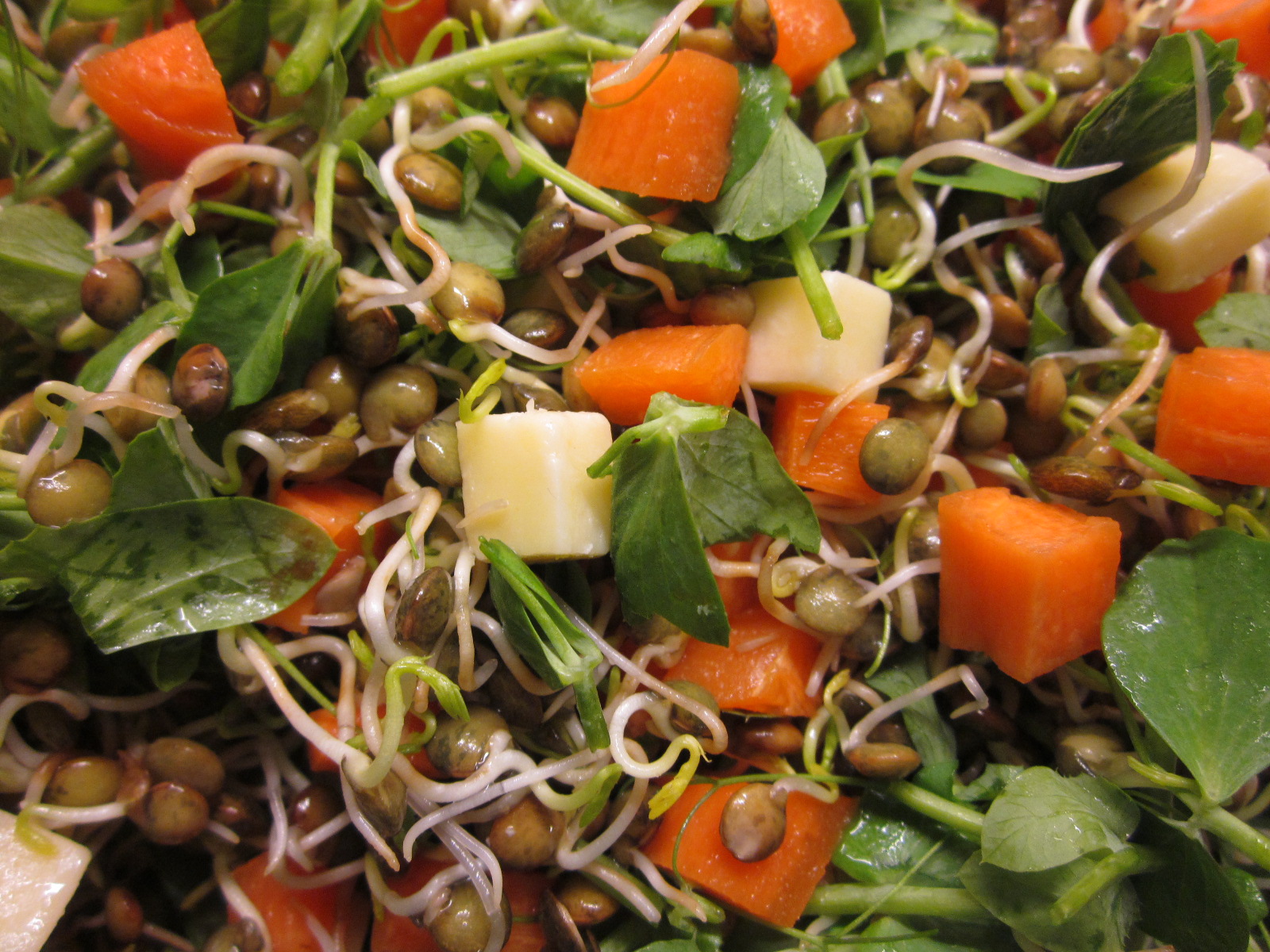 Seasonal Recipe Sprouted Lentil and Pea Shoot Salad