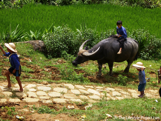 Vietnamese-Water-Buffalo