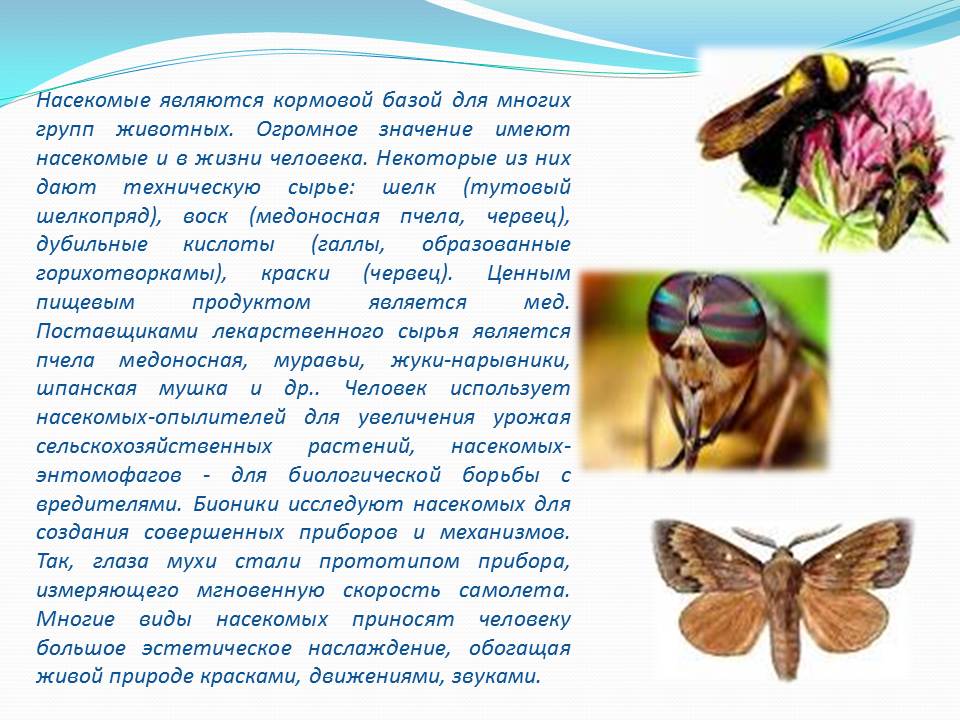 Зеленый кузнечик отложилось 7 0. Полезные насекомые презентация. Роль насекомых в природе и жизни человека. Как человек использует насекомых. Биологические методы борьбы с вредителями.