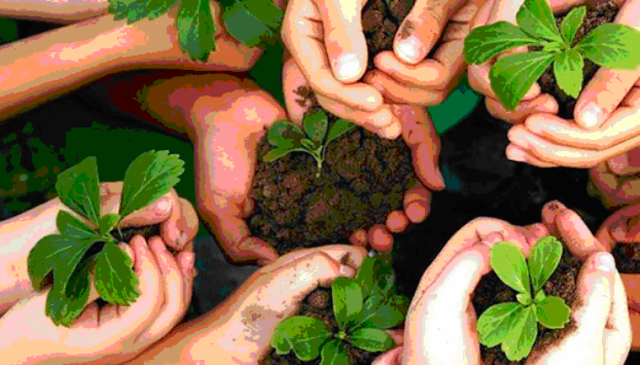 “Sidadaun Ida, Ai-oan Ida”