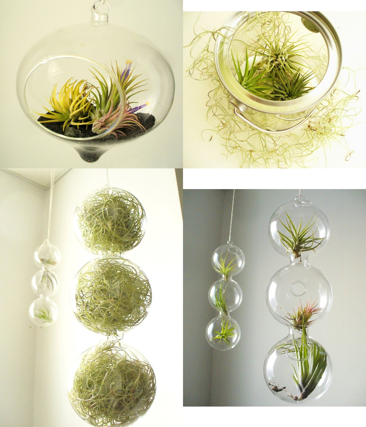 zafirenia Home Decor Plants in Glass Recent Etsy Faves