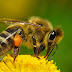 La abeja