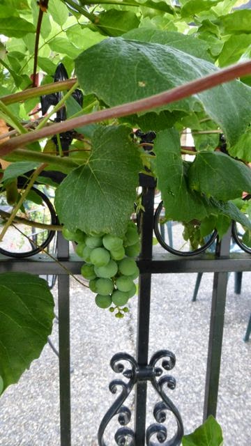 cluster of grapes growing on a fence