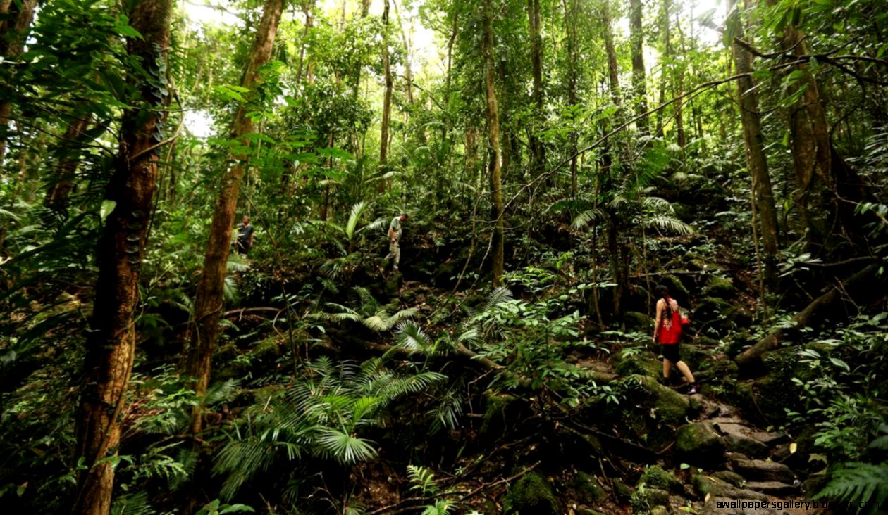 In The Amazon Rainforest