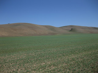 Lone tree on the russet-colored hills along Santa Ana Valley Road.