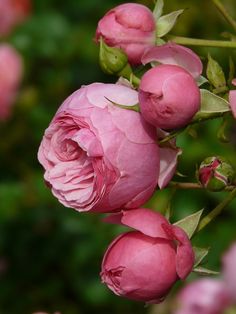 rose flower images