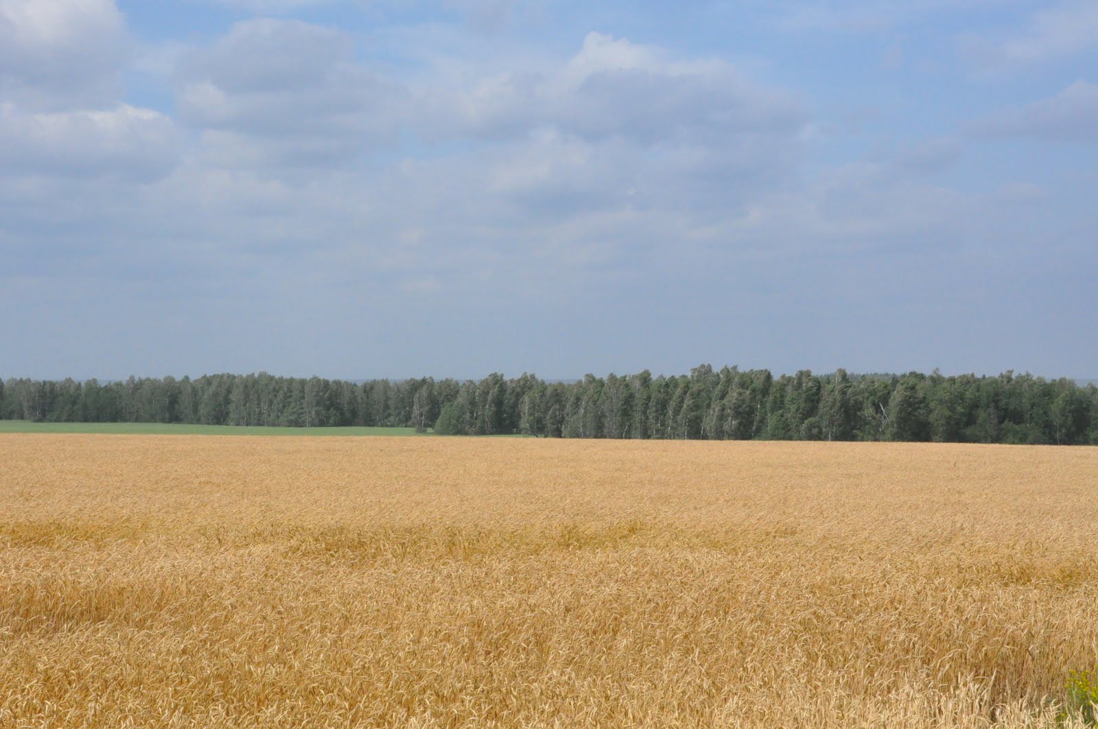 деревня колонтаевка курская область. деревня надеждовка курская область. зароспе поля курской области. курск природа. курская область луга.