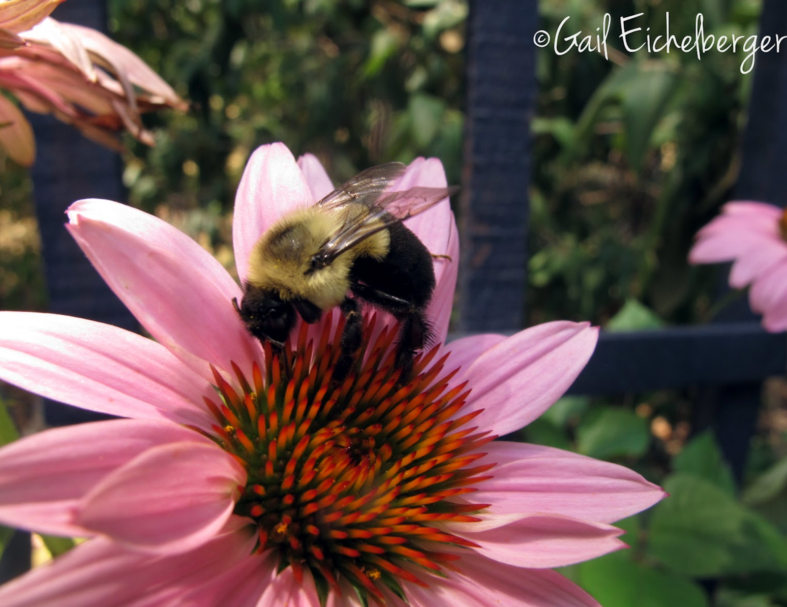 clay and limestone Wildflower Wednesday Growing Wildflowers in Containers