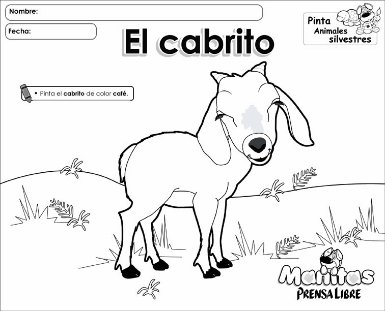 Imágenes de animales y frutas para colorear