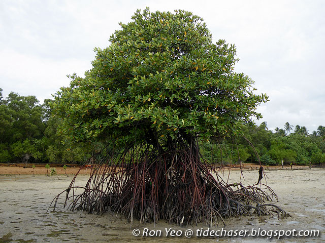 Rhizophora-apiculata-1.jpg