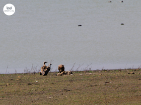 Buitres leonados comiendo (Gyps fulvus)