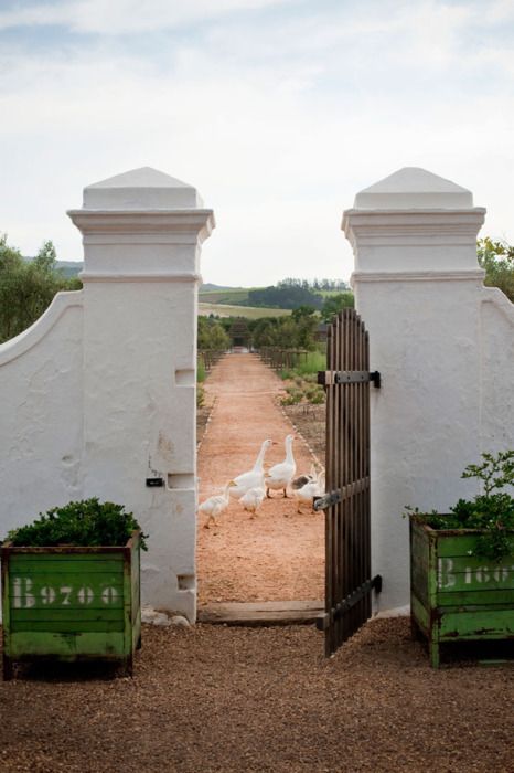 Ducks waddling down path of french farmhouse with open gate to the countryside. #frenchfarmhouse #southoffrance #ducks