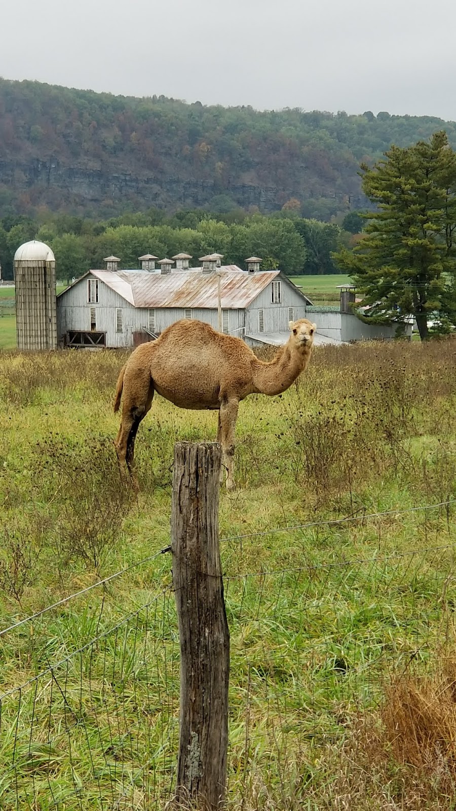Valley Girl Views The Camels On 405 Between Watsontown Montgomery